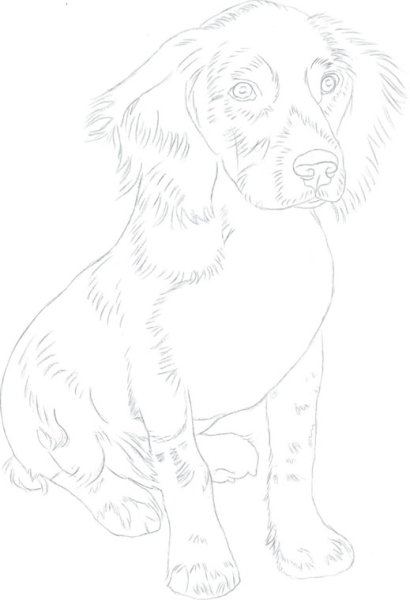 Русский охотничий спаниель контур