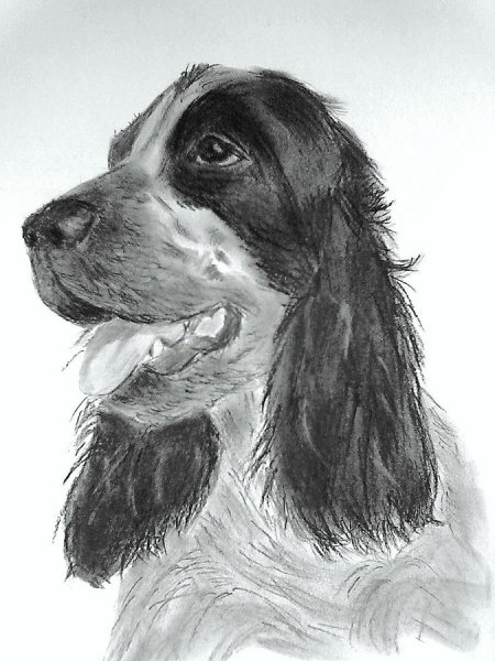 Английский кокер спаниель рисунок