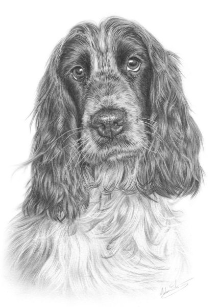 Кокер спаниель русский рисунок