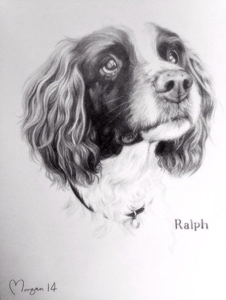 Срисовать спаниеля