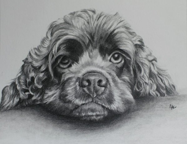 Спаниель собака карандашом