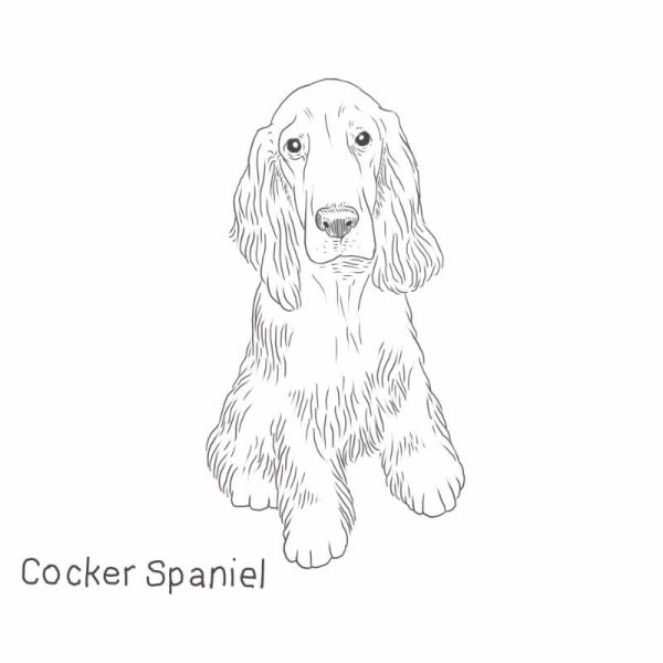 Русский охотничий спаниель