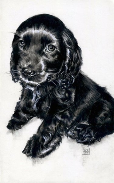 Кокер спаниель рисунок