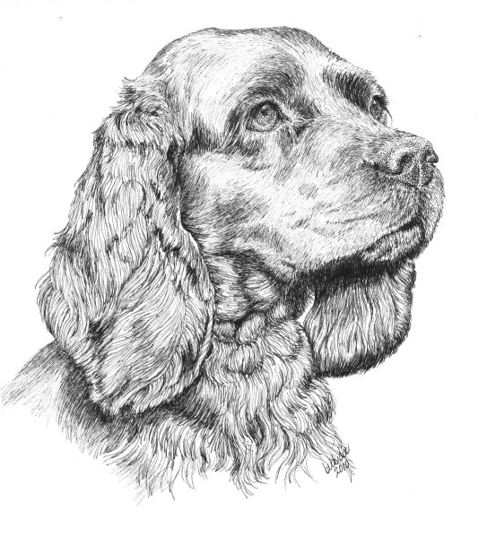 Американский кокер спаниель арт