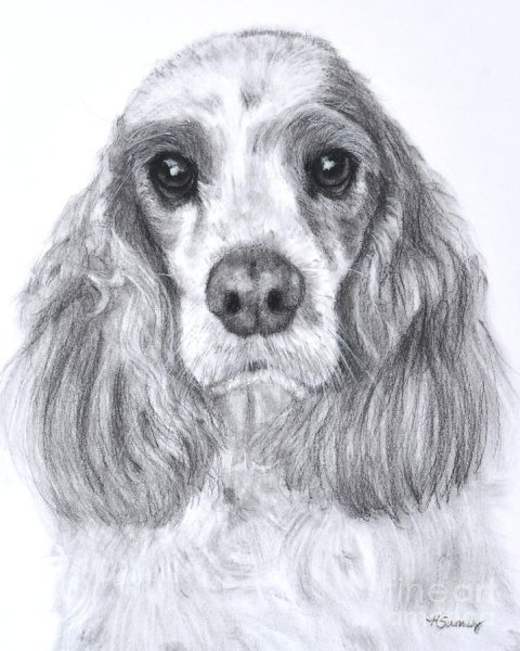 Спаниель карандашом