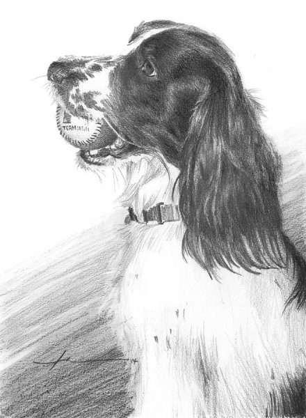 Щенок спаниеля