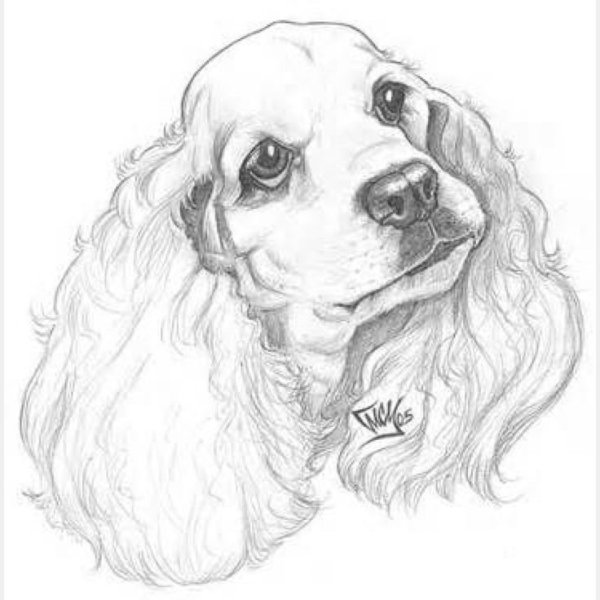 Английский кокер спаниель скетч