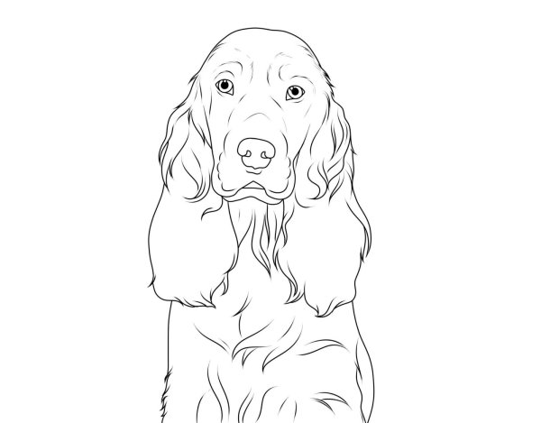 Спаниель Крузенштерна