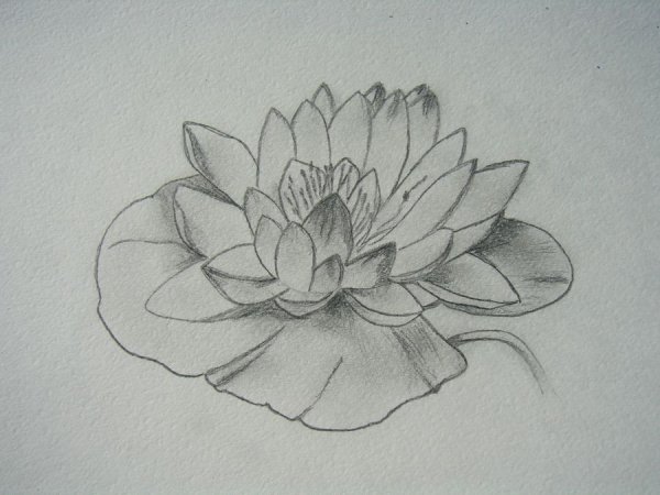 Водяная Лилия карандашом
