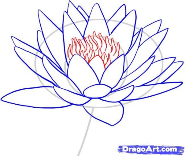 Пошаговое рисование кувшинок