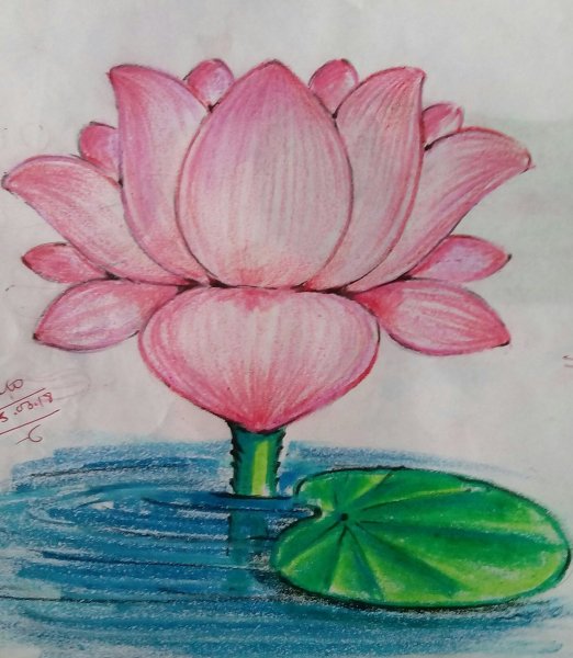 Лотос орехоносный нарисов