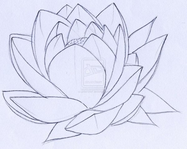 Цветок лотоса карандашом