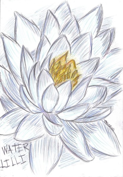 Водяная Лилия карандашом