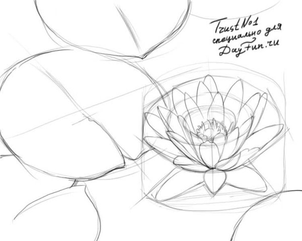 Кувшинки карандашом для начинающих