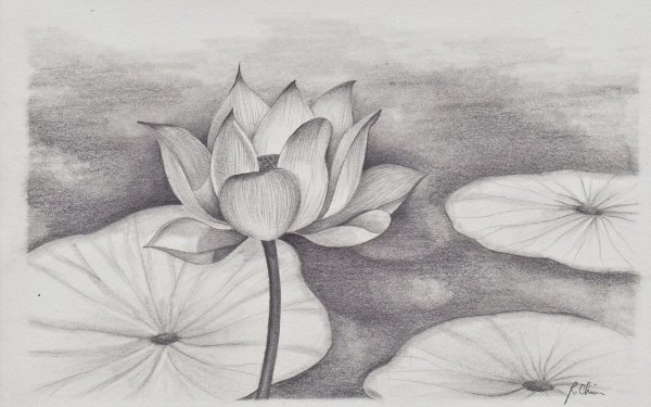 Лотос карандашом