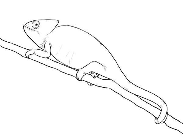 Хамелеоны. Раскраска