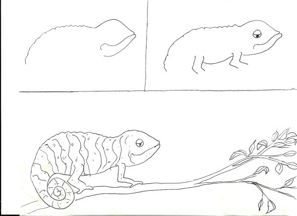 Хамелеон рисунок карандашом