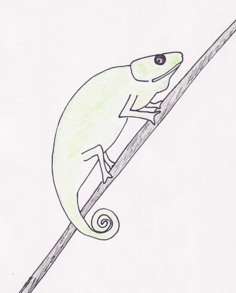 Этапы рисования хамелеона