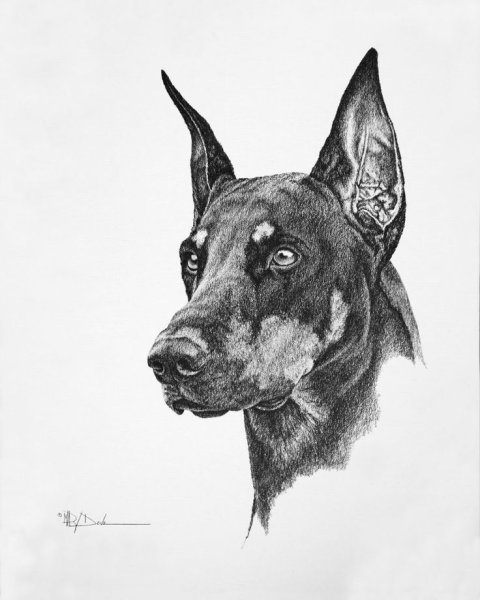 Зарисовки добермана