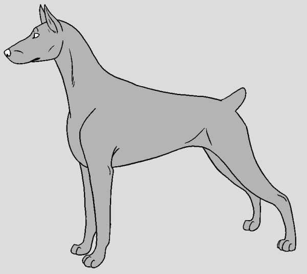 Раскраска Доберман