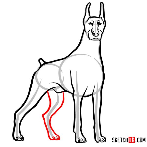 Доберман для срисовки