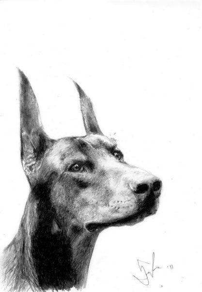 Доберман карандашом