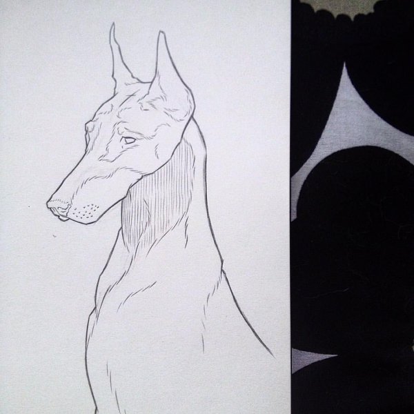 Поэтапное рисование добермана