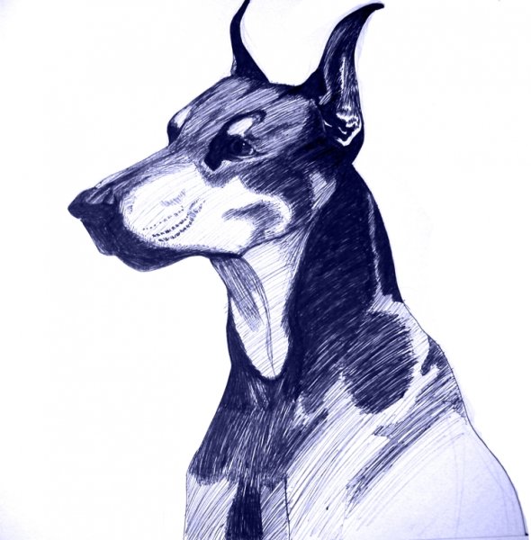 Доберман скетчинг