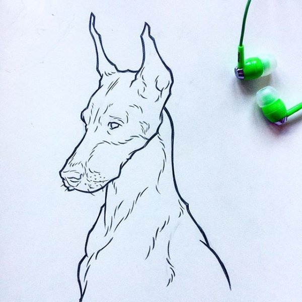 Доберман скетч