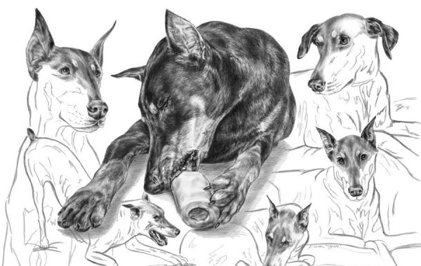 Рисовать добермана