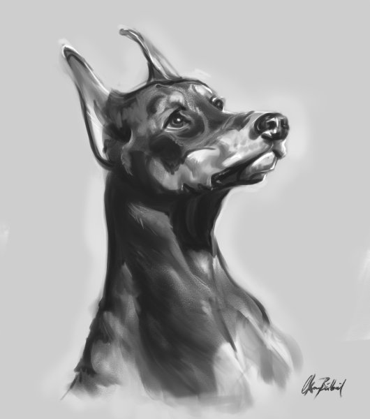 Доберман карандашом