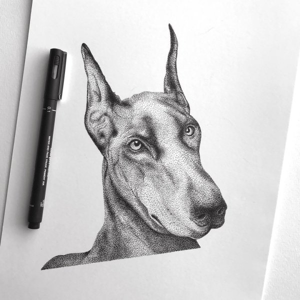 Доберман карандашом