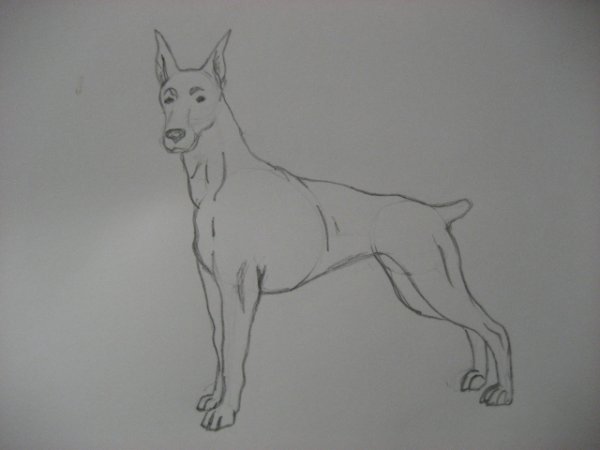 Поэтапное рисование добермана
