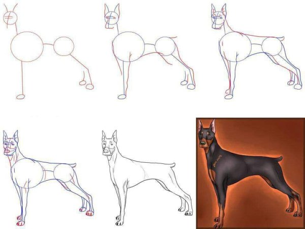 Поэтапный рисунок собаки