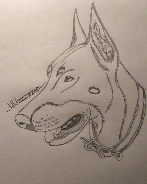 Доберман карандашом