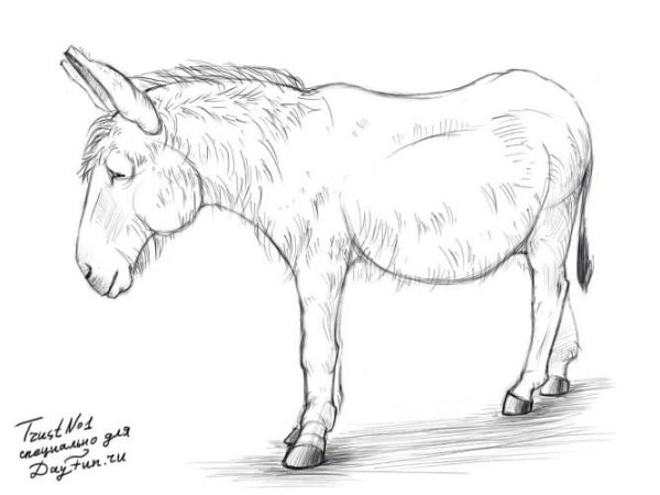 Ослик рисунок карандашом