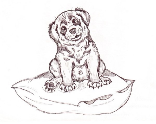 Картинки для выжигания собаки