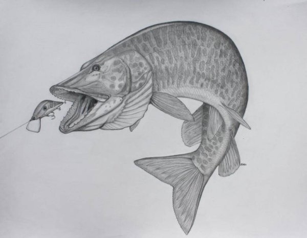 Рисунок карандашомhs,fkrf