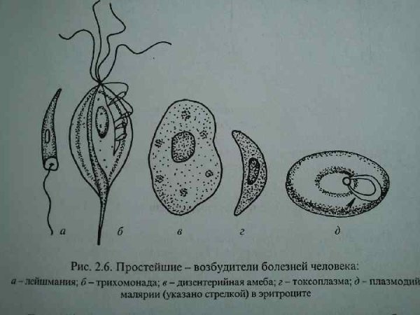 Лямблия лейшмания трихомонада