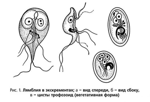 Lamblia intestinalis циста