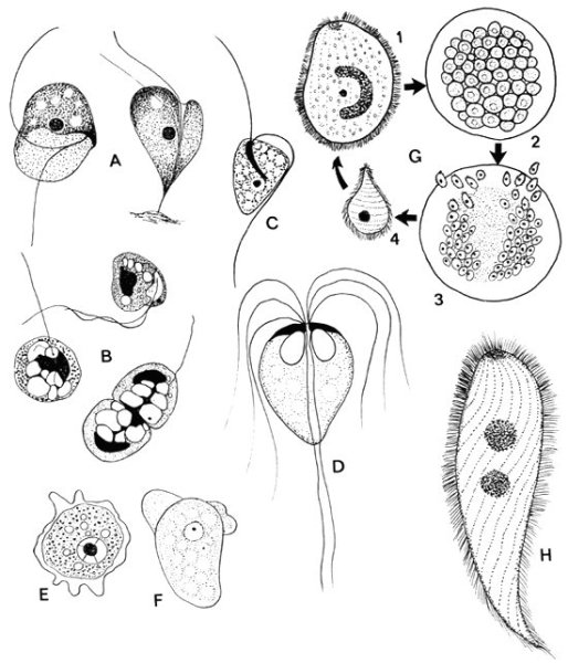 Тип простейшие protozoa