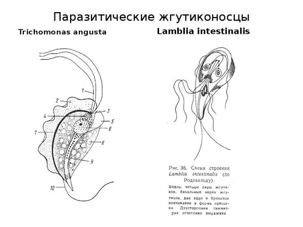 Жгутиконосцы Trichomonas