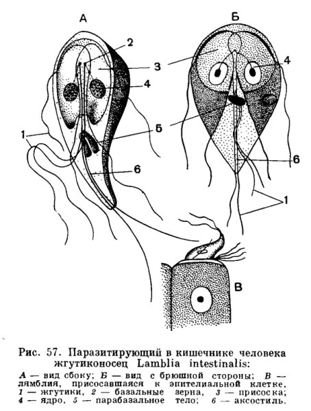Лямблия интестиналис