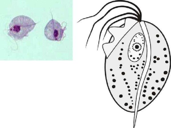 Трихомонада и лямблия