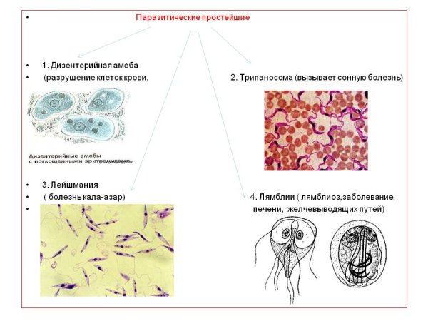 Простейшие организмы паразиты