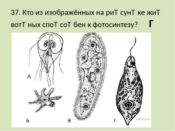 Животные жгутиконосцы отряды
