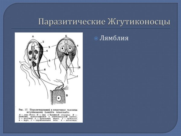 Паразитические жгутиковые лейшмания