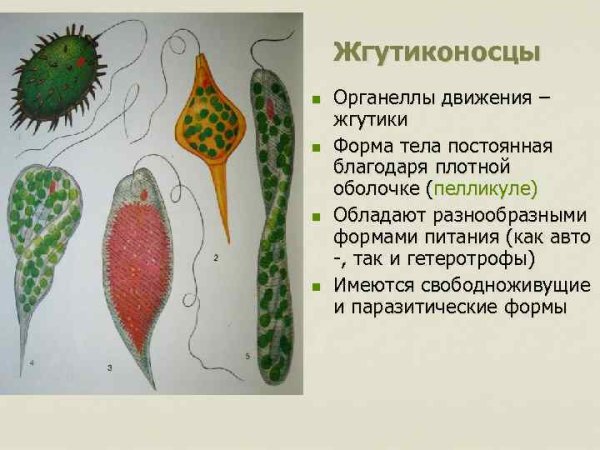Одноклеточные жгутиконосцы Бодо