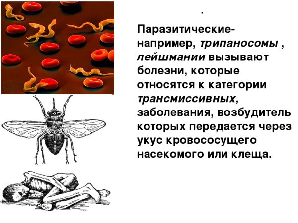 Лейшмании трипаносомы лямблии