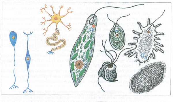 Свободноживущие одноклеточные организмы